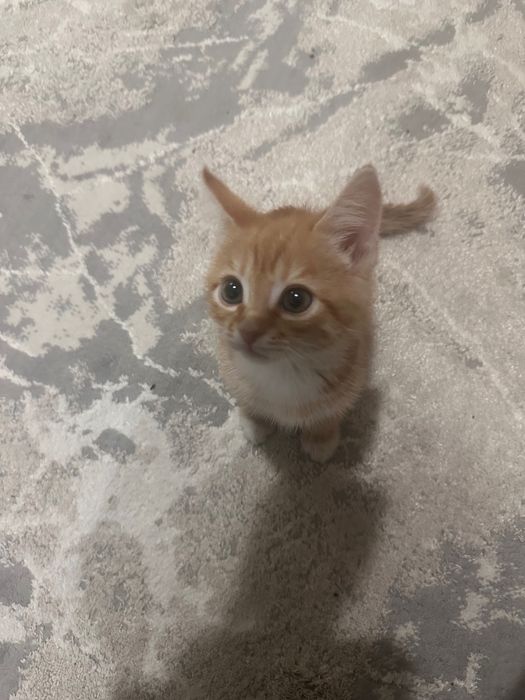 Отдам в добрые руки