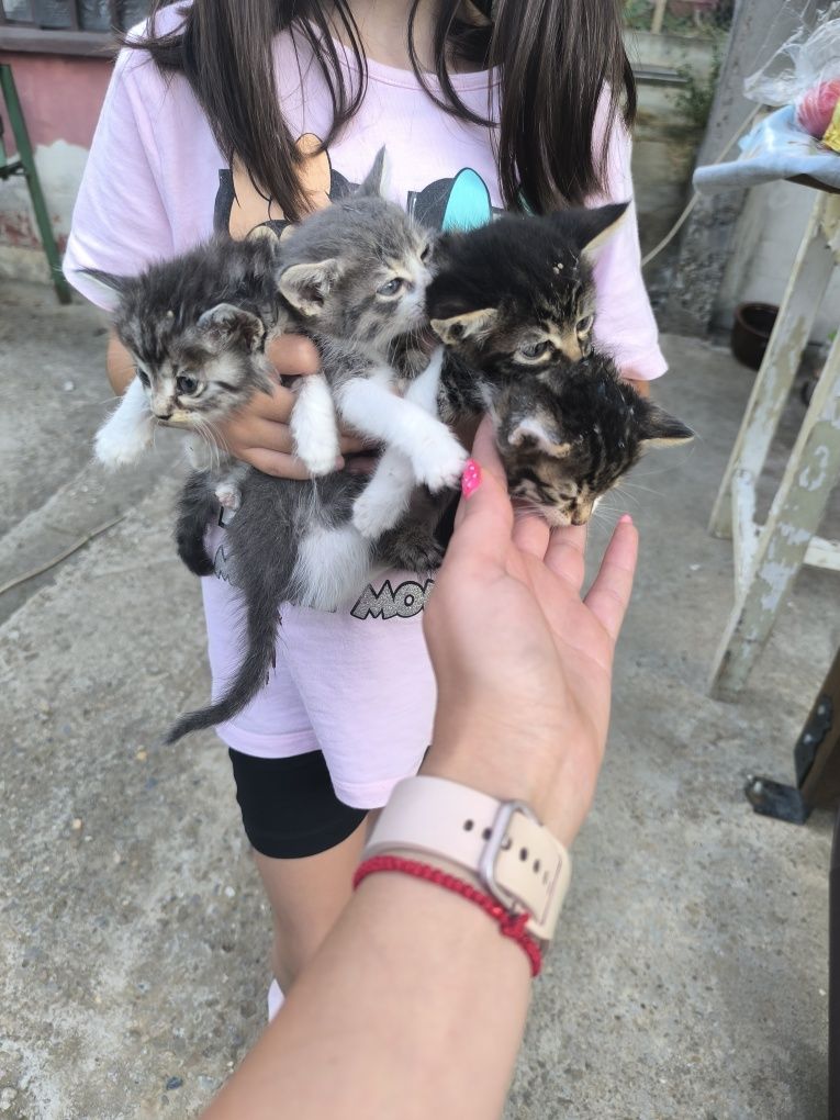 Подарявам котенца