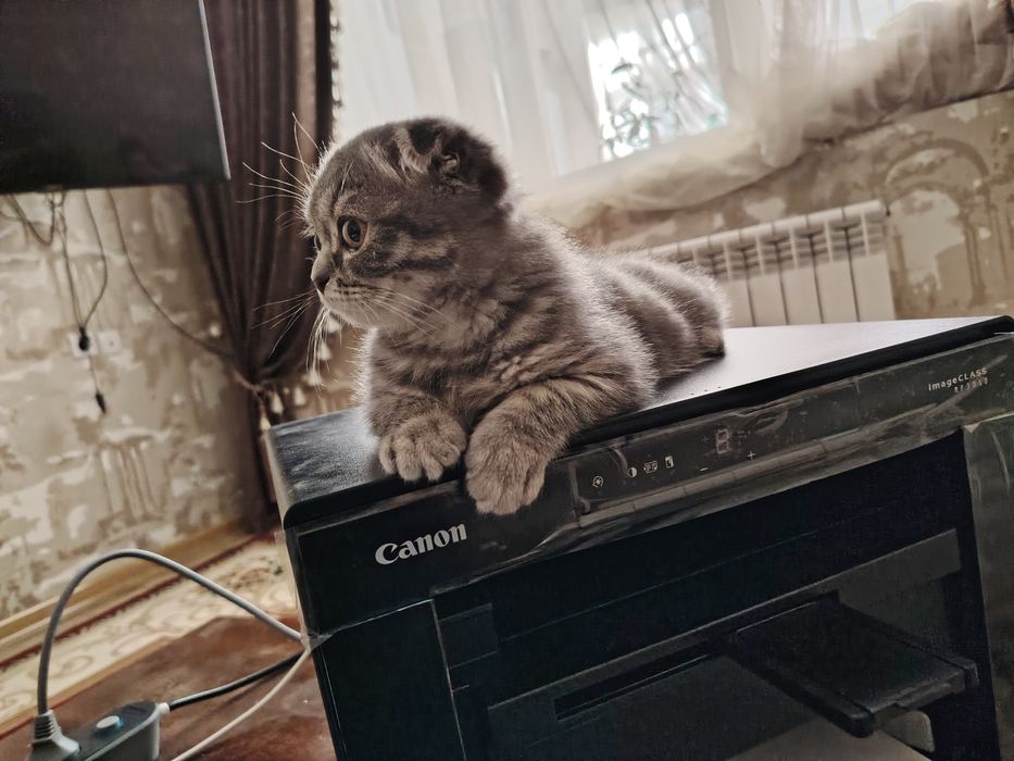 Skotish fold shotlandskaya vislouhaya mushukcha sotiladi 4 oylik qiz