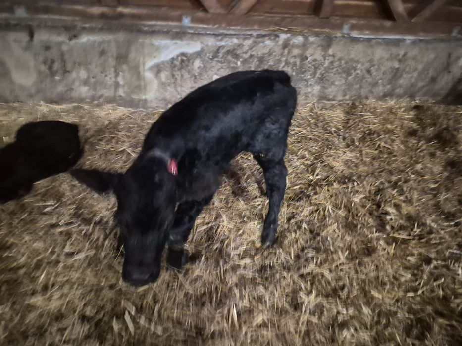 Viței sugari 5 bucăți