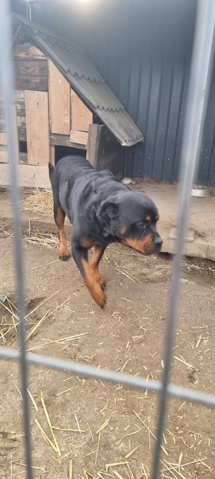 Ofer pui metis rottweiler, Craiova