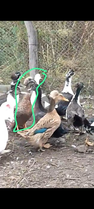 Rațe polare Rouen leșești și moțate pechin