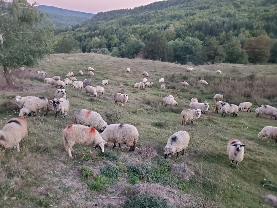 Vând oi pentru ținut