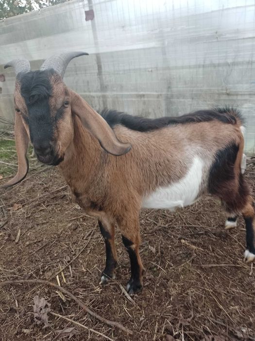 Vând țap Anglo Nubian