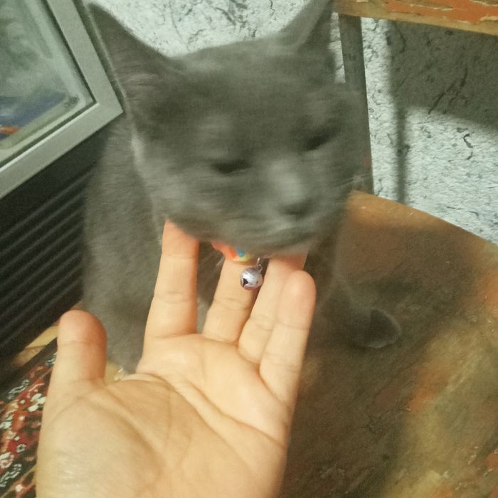 Продаю кошку пародистую