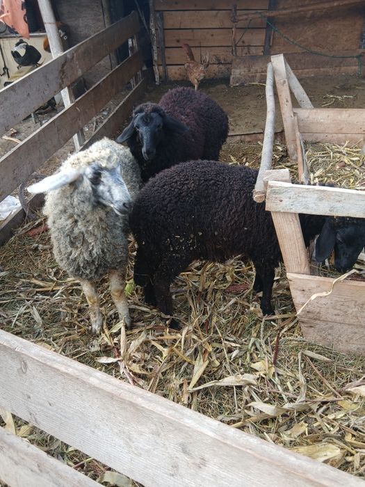 Vând 5 cârlani, pt mai multe detalii ne auzim la tlf.