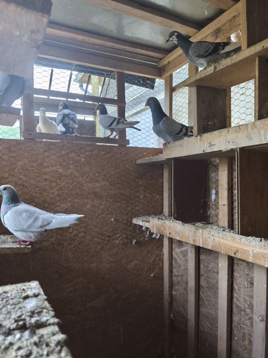 Porumbei voiajori colorați