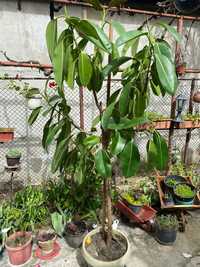 Floare Ficus de vanzare
