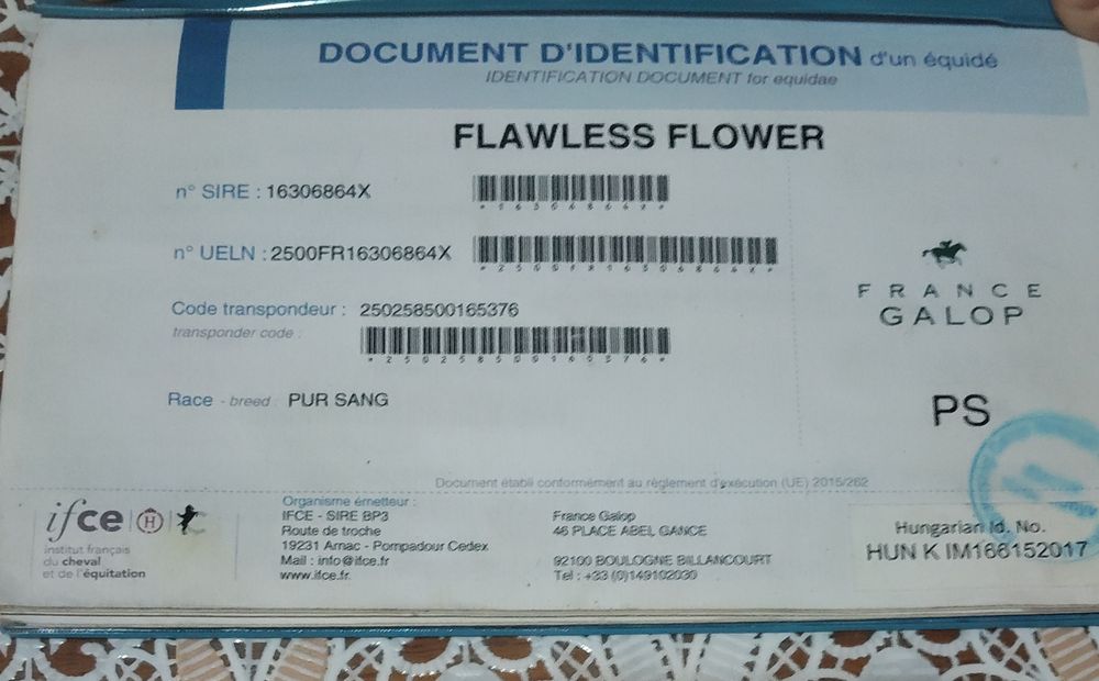 Vând Pur Sânge Englez