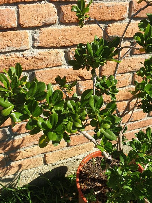 Vand trandafirul desertului