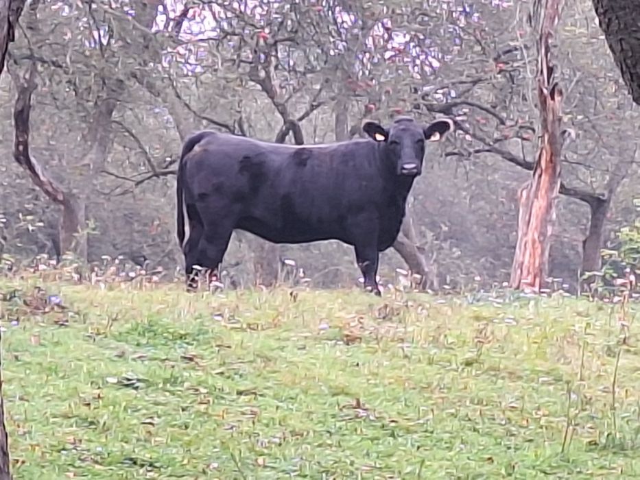 Tauri Aberdeen Angus (reproductie)