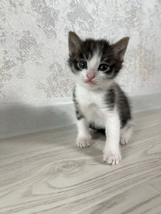 кошки пароды турецкая ангора