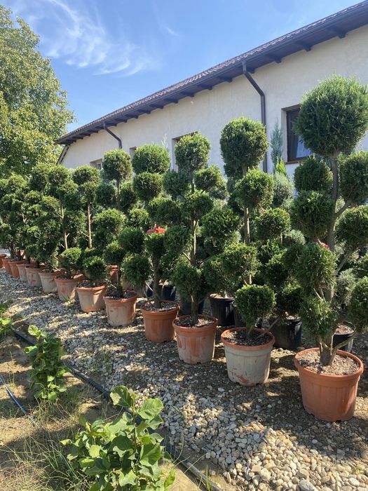 Plante ornamentale tei stejar platani