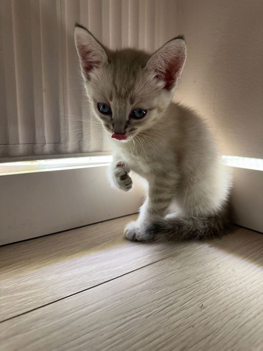 Котенок 2 месяца