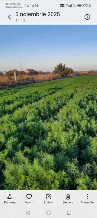 Mărar verde de legatura