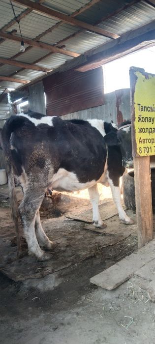 Кысыр кашарлар сиыр семиз бызаулы сиыр бар