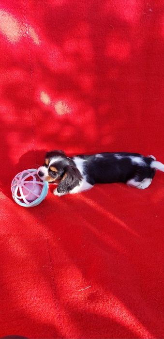 Кавалер кинг чарлз шпаньол.