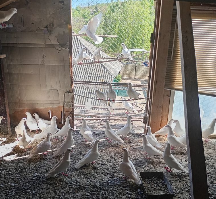 Porumbei albi ptr. evenimente