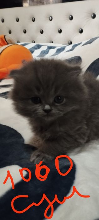 Продаю котят шатланские