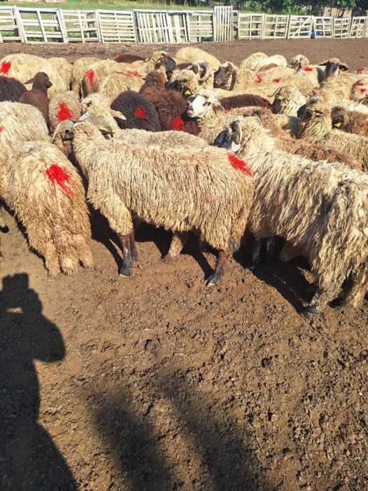 Cârlanii de vanzare