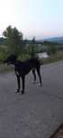 Donez ogar ca animal de companie
