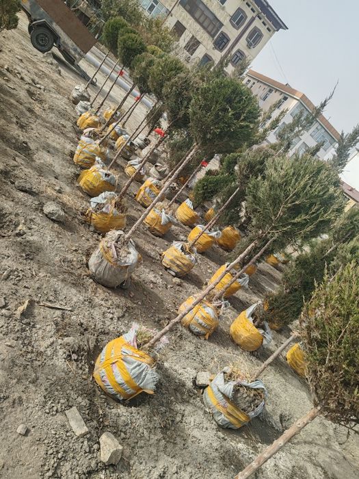 Сасна кучатлари ва турли хилдаги манзарали кучатлар сотувда.