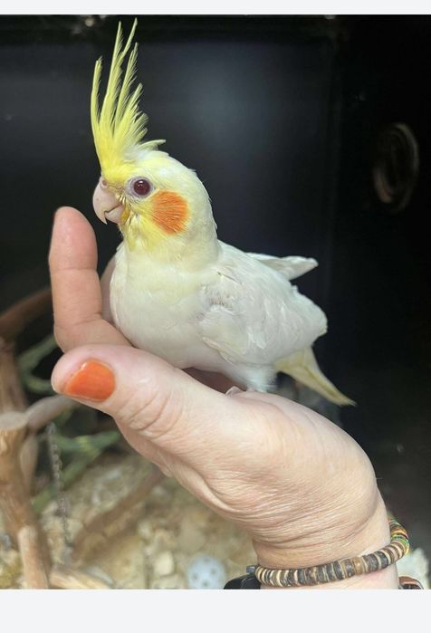 Корелла ручные птенцы