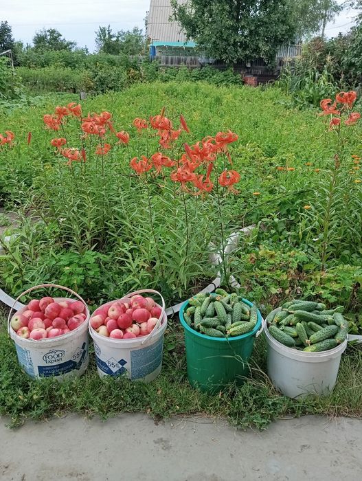 Продам дачу 18 маршрут второе общество