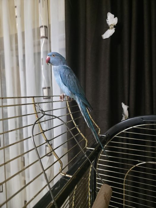 Micul Alexander își caută un nou cămin!