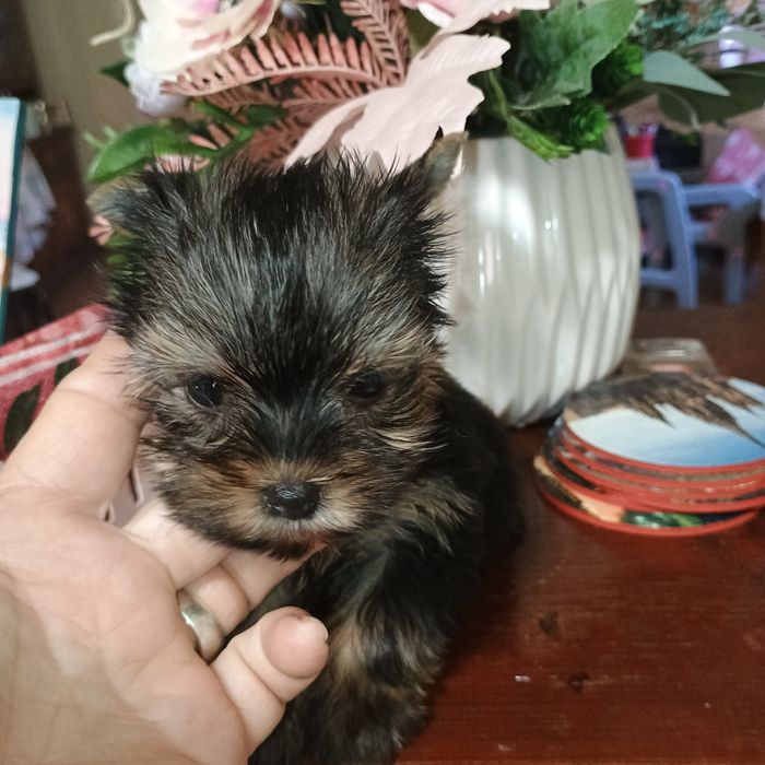 Cățeluși Yorkshire Terrier Mini Toy