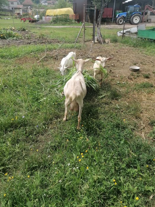 Vând 2 capre cu lapte