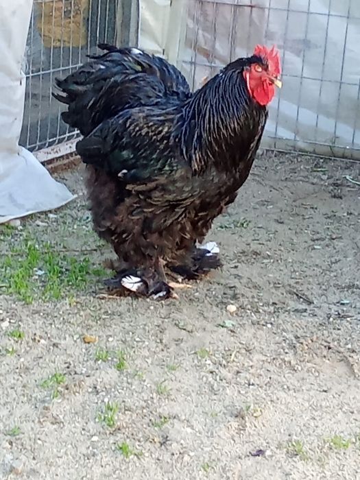 Cocos brahma si cochinchina