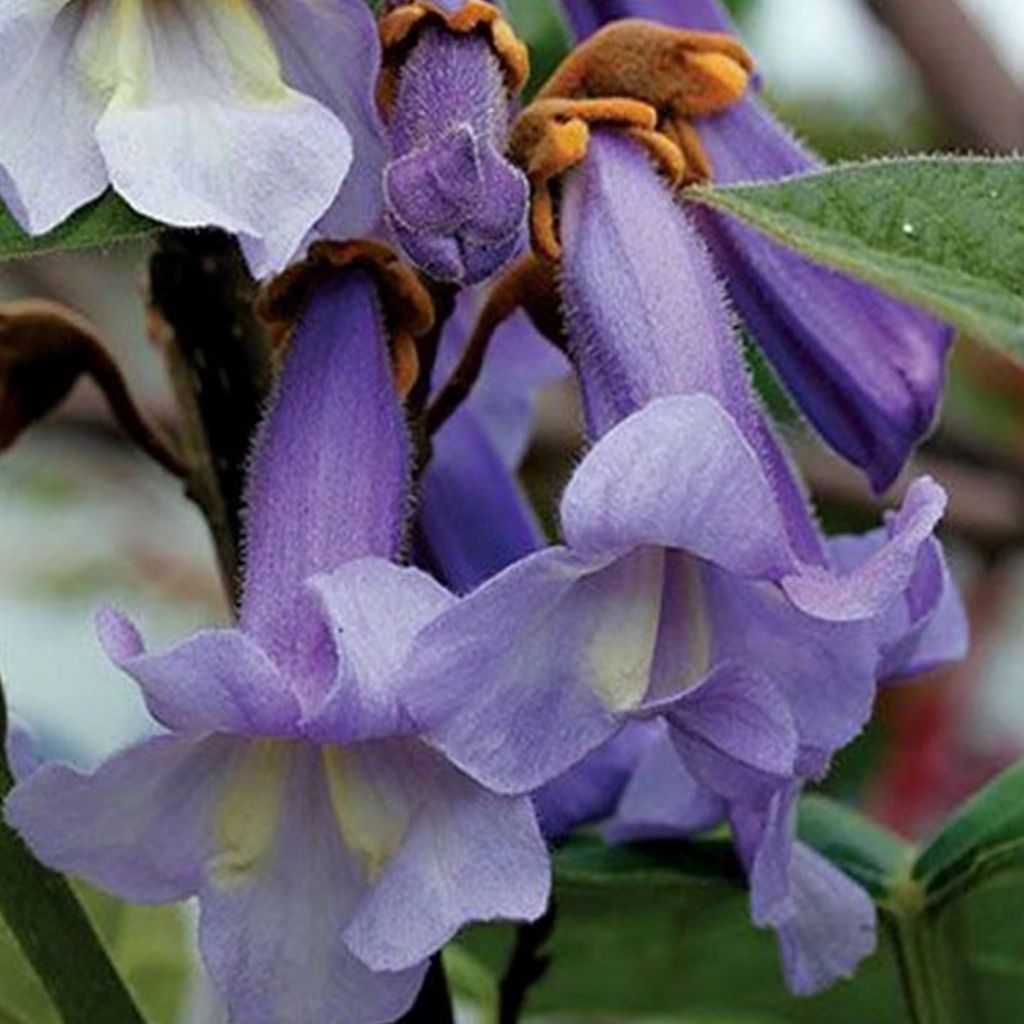 Paulownia Tomentosa (Arborele Printesei )