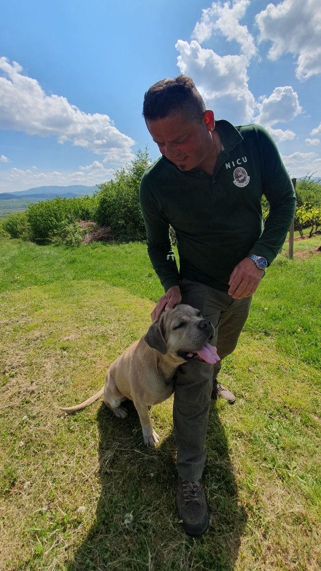 Câine cane corso mascul