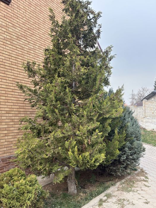 Можжевельник зелёный, пирамидальный — ~3–3,5 м, взрослое дерево