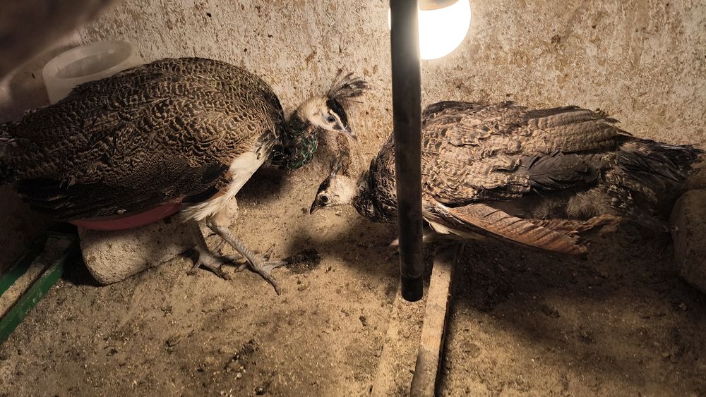 Vând pui păuni spaldig cu muticus imperator