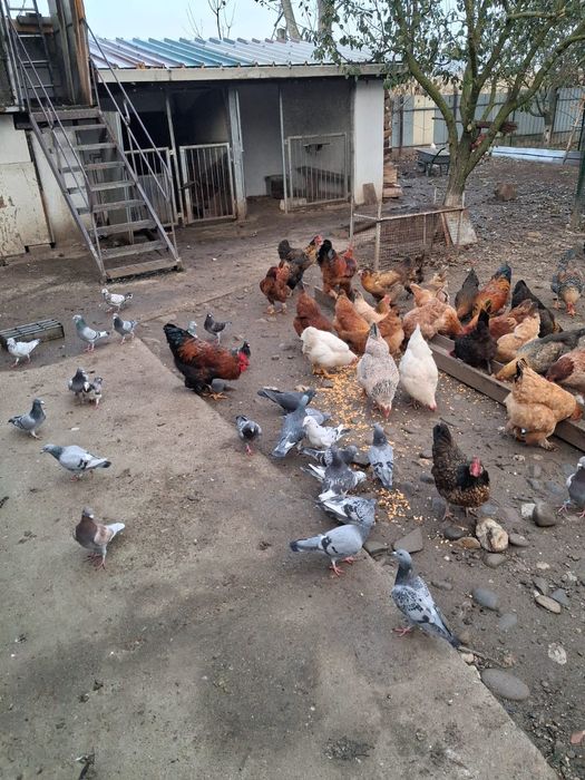 Porumbei voiajori si cocoși brahna