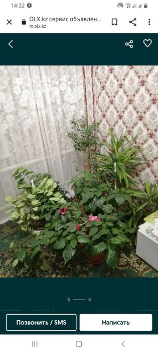 Продам цветы комнатные