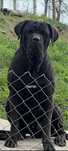 Cane corso mascul linie veche