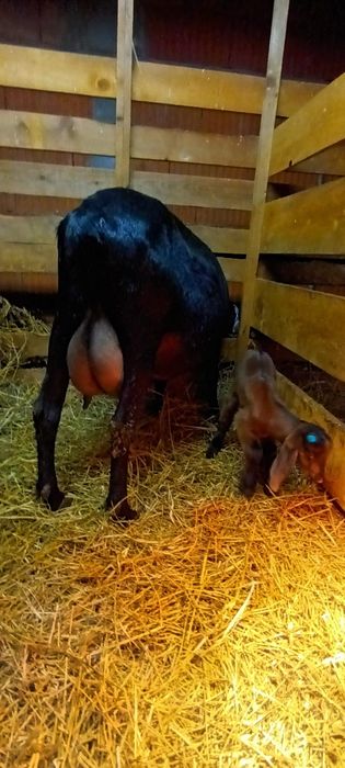 Vând 6 capre Alpini Fracezi