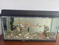 Acvariu de pesti  100 l