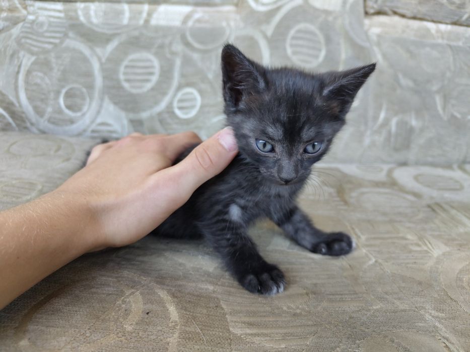 Котёнок игривый, умный