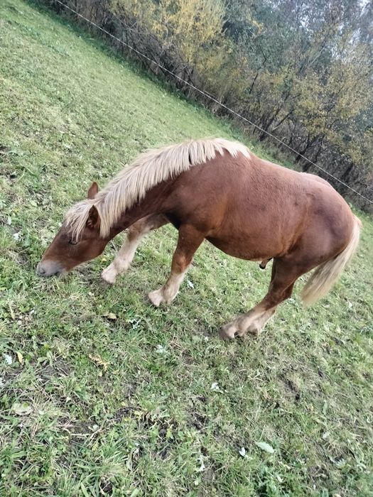 Mînz de 7 luni caută alții iubitori