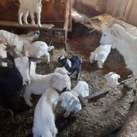 Натурално козе мляко и козе сирене