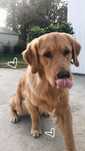 Petsitter perioada scurta sau lunga