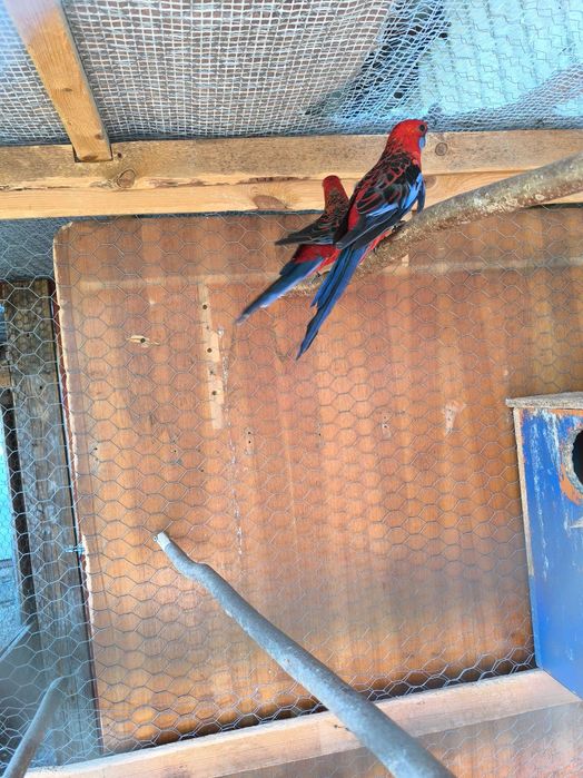 Vând papagali rozele penant și rubin