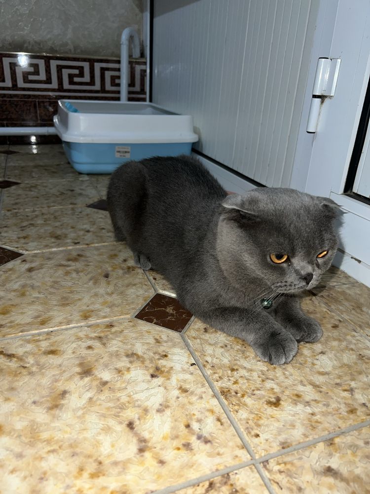 Scottish fold cat