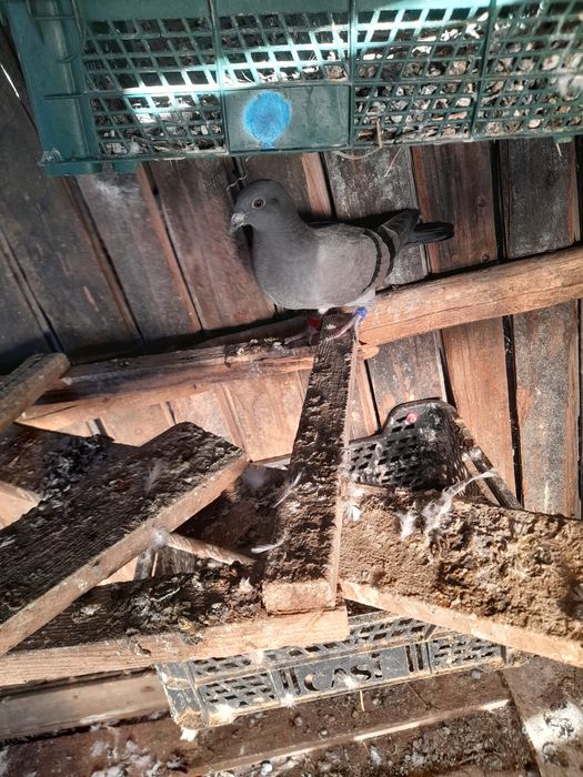 Vând 9 porumbei inelati