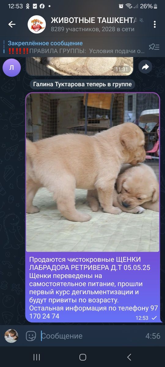 Продаются чистокровные ЩЕНКИ ЛАБРАДОРА РЕТРИВЕРА