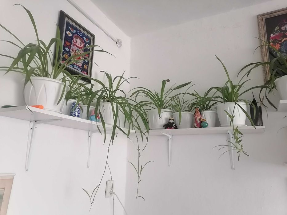 Комнатные цветы, алоэ с детками